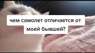 БЕЛЫЙ КОТ ТРЯСЕТ ГОЛОВОЙ ПОД МУЗЫКУ 3 ЧАСТЬ