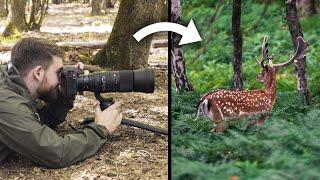 Comment réaliser de superbes photos animalières ?