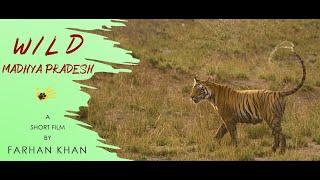 Wild Madhya Pradesh | Tigers of Madhya Pradesh