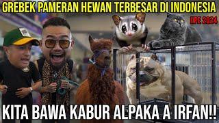 GREBEK PAMERAN HEWAN TERBESAR DI INDONESIA!! KITA BAWA KABUR ALPAKA A IRFAN!! IIPE 2024#