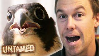 Blind Peregrine Falcon May Never Fly Again!  | The Wild Life Of Tim Faulkner Clip | Untamed