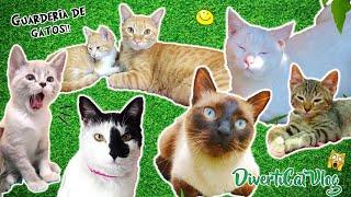 Mis 7 GATOS JUNTOS en el  JARDIN!!!