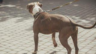 Preventing dog attacks is owner responsibility, trainers say