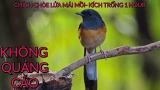 Chích chòe lửa mái hót kích trống -1 HOUR- KHÔNG QUẢNG CÁO