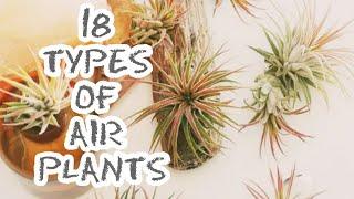 18 TYPES OF AIR PLANTS