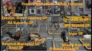 Gamefowl Expo Big Farm - w/prices, Escolin ,  Biboy  Bacolod breeder, White Kelso, Sweater, Hatch RH