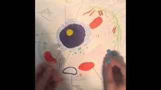 Lab Project Bio 3 Animal vs Plant Cell model