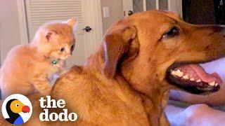 Dog Adopts A Kitten And Teaches Him How To Love | The Dodo