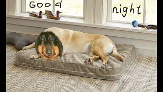 Dawg разговорный poe perfect for sleep