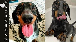 Dachshund  Hilarious Naughty  and playful 30 minutes Dog Video Compilation Try To Not Laugh