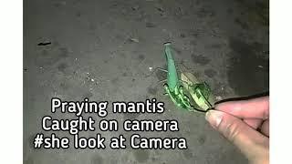 Green Mantis caught on video | she looks on camera