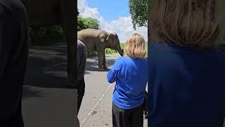 Meeting the Stars of Elephant Road in Sri Lanka  # Sri Lanka  # Tuk-tuk Tournament 2024