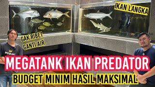 INSPIRASI‼️MEGATANK IKAN PREDATOR BUDGET MINIMAL HASIL MAKSIMAL GAK PERLU GANTI AIR DAN PERAWATAN‼️