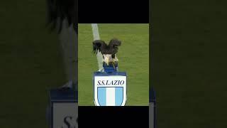 Animals Moments in  Football 