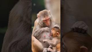 Mind Blowing Facts About Animals  | Crazy Animals | Amazing Facts in Hindi