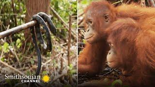 How Young Orangutans Are Taught to Fear Snakes  Orangutan Jungle School | Smithsonian Channel