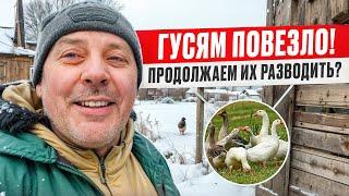 ГУСИ ГОВОРЯТ “СПАСИБО”, а Я РАСКРЫВАЮ ИХ СЕКРЕТЫ! ОТВЕЧАЮ НА ВАШИ ВОПРОСЫ #МоеПодворье