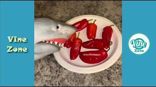 Funny Shark Puppet TikTok Videos Compilation 2021