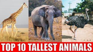 TOP 10 Tallest Animals in The World | Which is The Tallest Animal in The World?