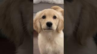 Life with a Dramatic Puppy  #dogshorts #goldenretriever #puppies #doglife #puppyvideos #dogs