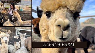 A Simpler Time Alpaca Farm | January 2023