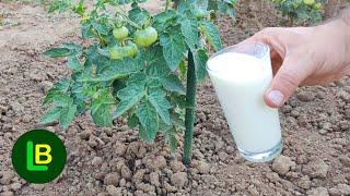 Give milk to tomatoes and cucumbers immediately. An increase in yield is guaranteed