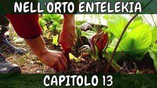 Capitolo 13 nell'ORTO Entelekia - Documentario CAMPOMADRE Agriculture Evolutive Alessandro Montelli