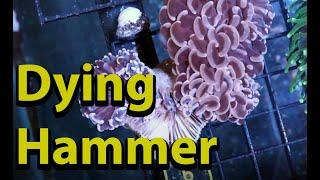 Dying Hammer Coral