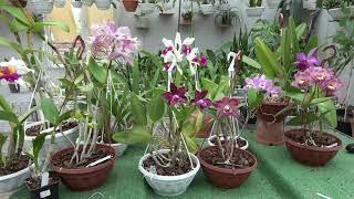 Цветение июль 2024 . Cattleya Hardyana s/a ,Cattleya Kienastiana, Blc. Waianae leopard x Cattleya gu