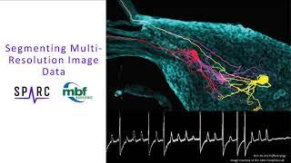 3D Neuron Reconstruction and 3D Cellular Mapping in Multi-Resolution Image Data