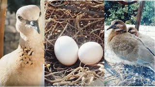 Yumurtalardan görün nə çıxdı? / #shahinko #egg / Интересно что вышло из яиц?