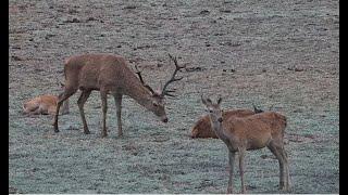 Ciervo macho BERREANDO - Parque Nacional de Doñana (marisma), Andalucía; España