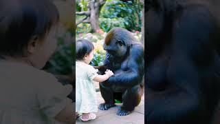 Heartwarming Bond: Gorilla Shows Love Happily for Human baby Adorable and Unbelievable #amazing!