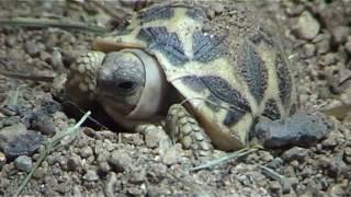 Gelbe Sternchen machen sie attraktiv - die Indische Sternschildkröte Geochelone elegans