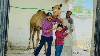 ALHAMDULILLAH Qurbani k leye Camel  le leya  || ghr pr sb ko Surprised deya  ||