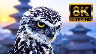 Owl Amazing Bird | Owl 4k ULTRA HD Beautiful Scenes | Safe Animal Life