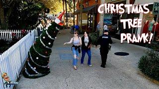 Cranky Christmas Tree - XMAS PRANK!!