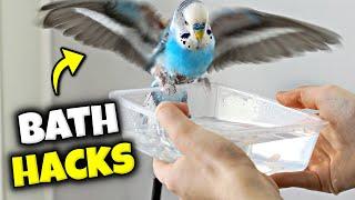 How to Give Your Bird a Bath | Easy Ways