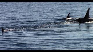 Orca Sea Lion Predation Monterey, California