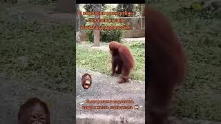 Смешно до слёз. Бедный орангутанг  #смешноевидео #орангутанг #выдры #animals