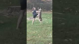 Man vs deer! Fight!!! Not my deer.