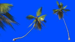 PALM TREE BLUE SCREEN CHROMA