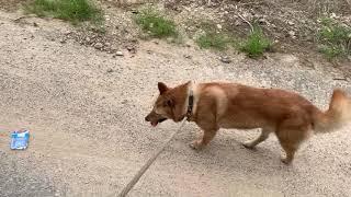 Fox walking on a leash