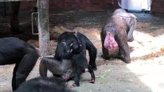 Baby Chimpanzee at Chester Zoo