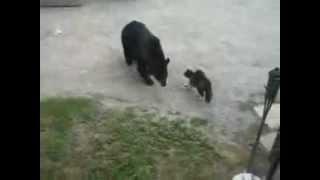 Кот прогоняет медведя