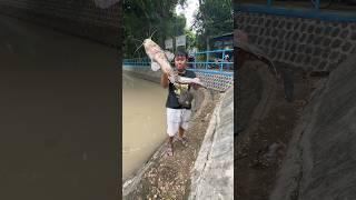 Mancing Dapat Ikan Lele Monster Berat 10 Kg #mancing #lele #lelemonster #mancingmania #mancingliar