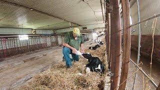 Auction Barn - Buying Bottle Calves