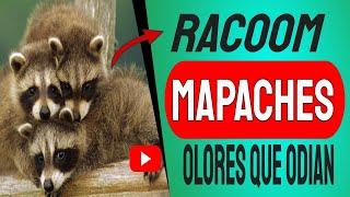  RACOOM  El secreto detrás de los olores que odian los MAPACHES