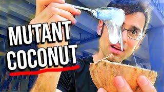 What a mutant coconut tastes like - MACAPUNO