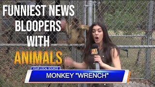 Funniest animal bloopers on live tv